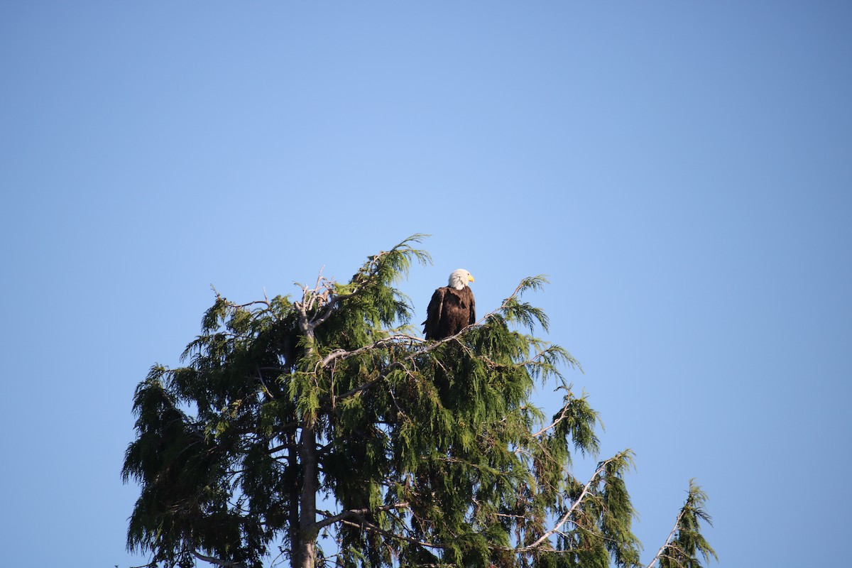 Weißkopf-Seeadler - ML628069701