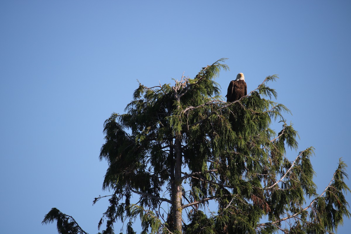 Weißkopf-Seeadler - ML628069710