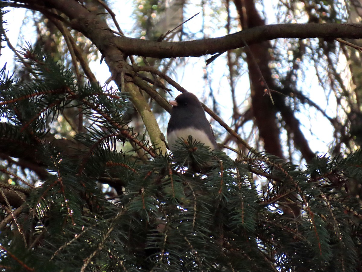 Winterammer (hyemalis/carolinensis) - ML628069711