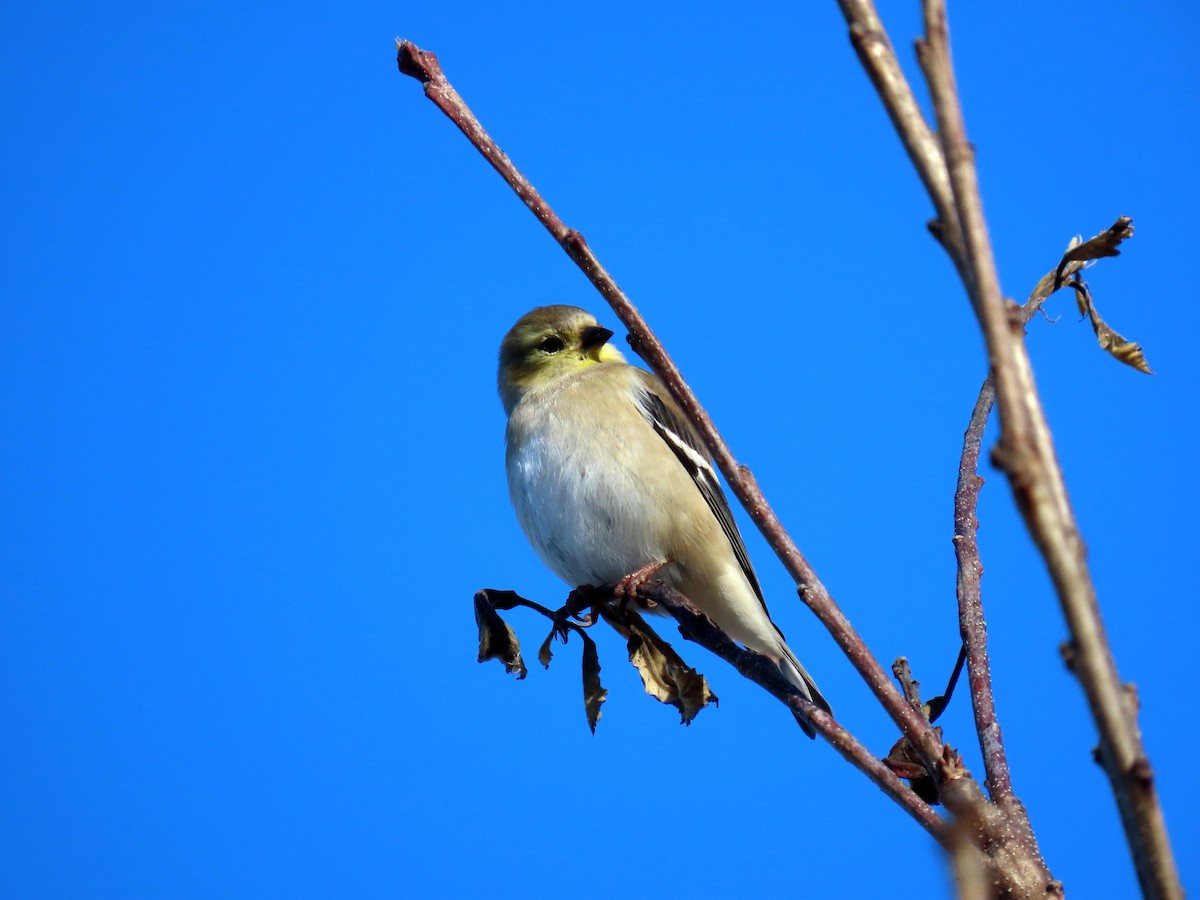 American Goldfinch - ML628069714