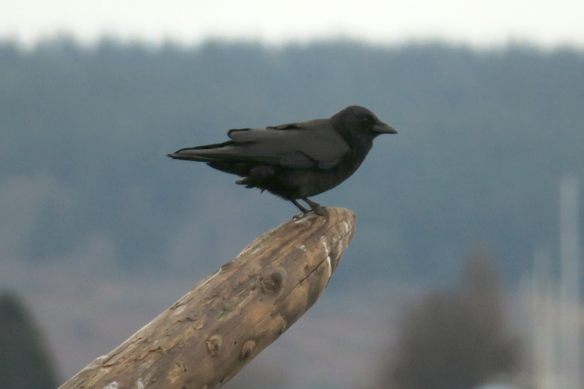 American Crow - ML628069897