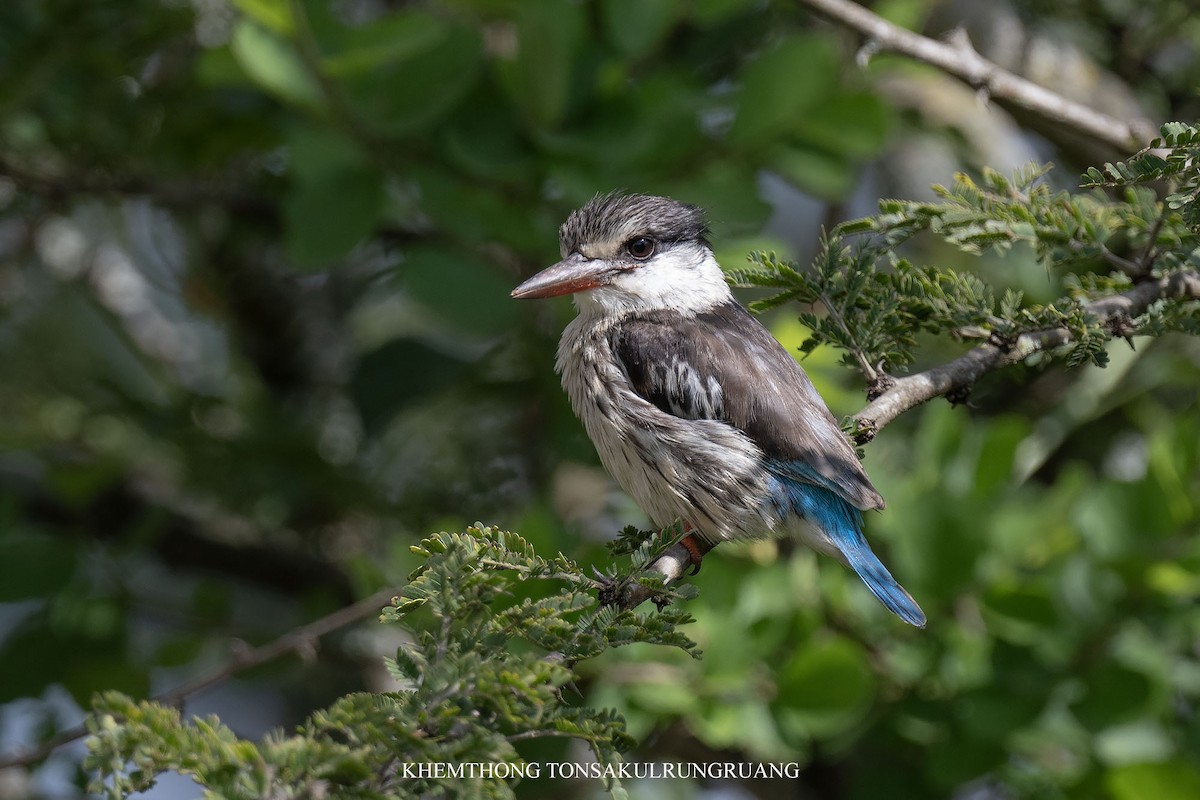 Striped Kingfisher - ML628069931