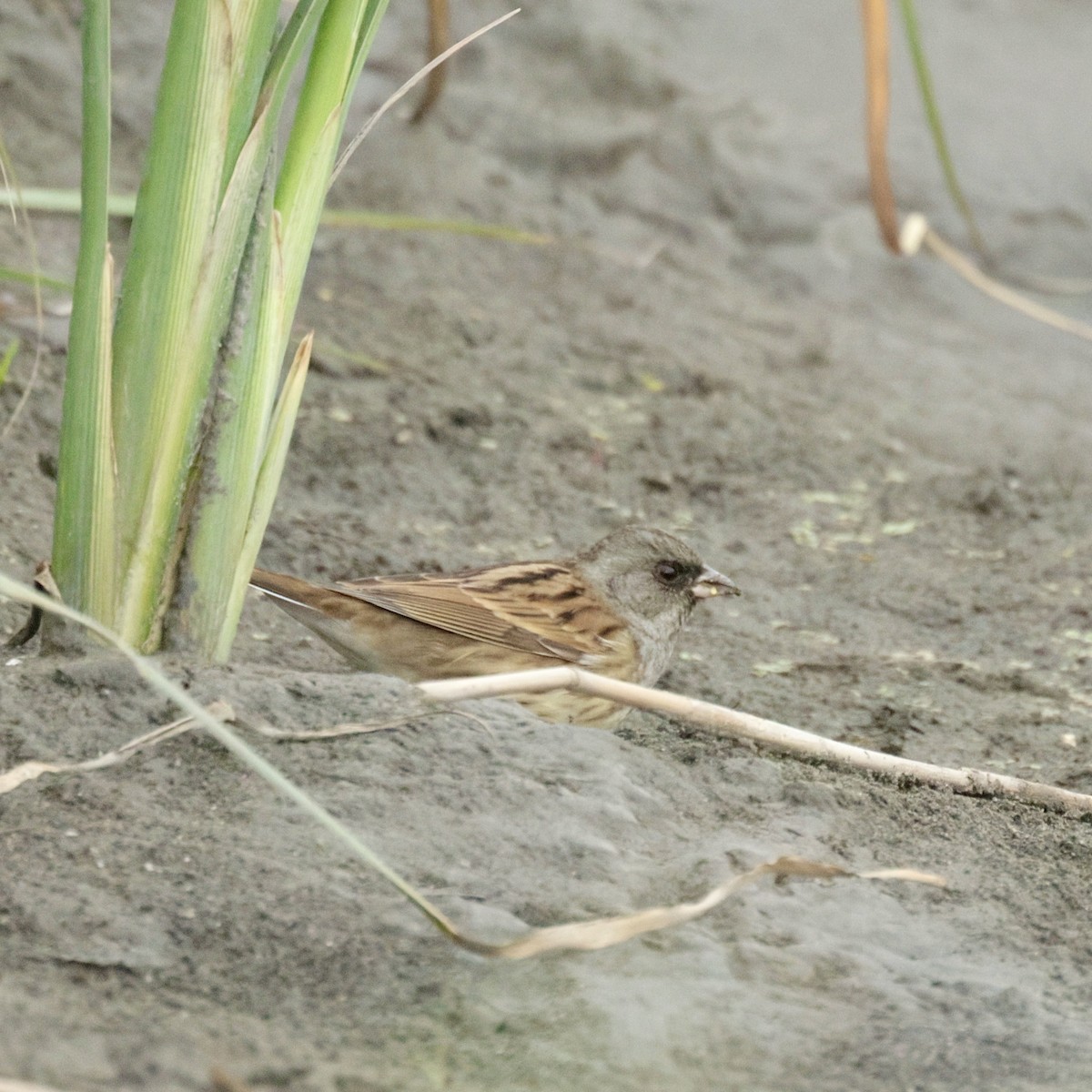 Black-faced/Masked Bunting - ML628069932