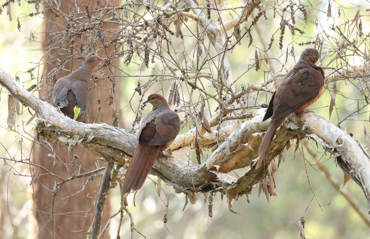 Brown Cuckoo-Dove - ML628069981