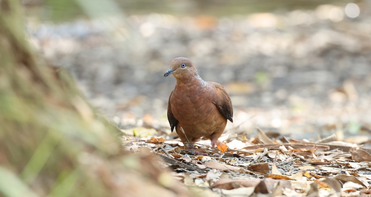 Brown Cuckoo-Dove - ML628069984