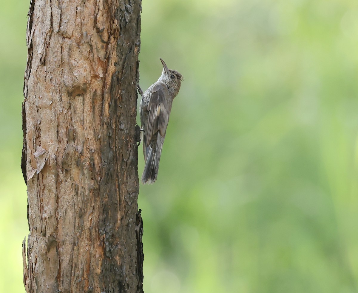 White-throated Treecreeper - ML628069991