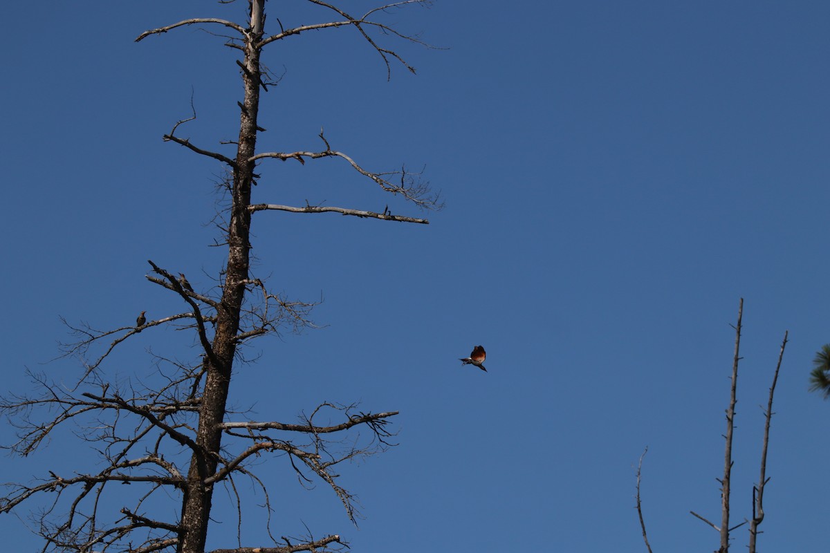 Northern Flicker - ML628069993