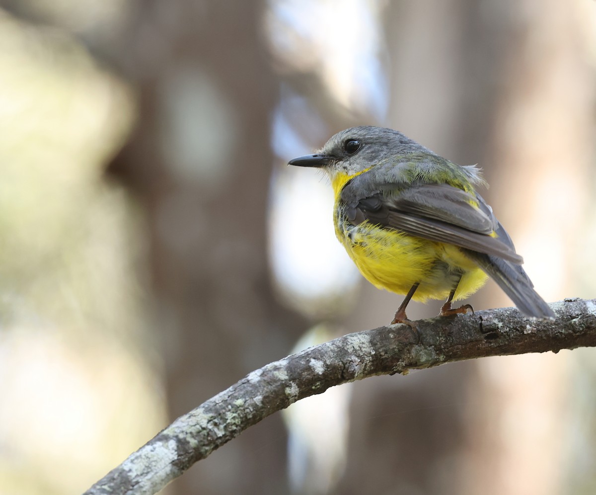 Eastern Yellow Robin - ML628069996