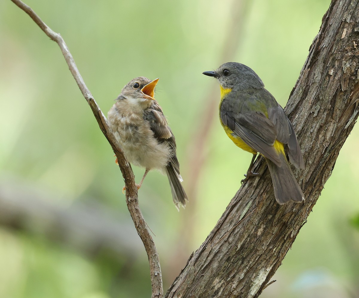 Eastern Yellow Robin - ML628069997