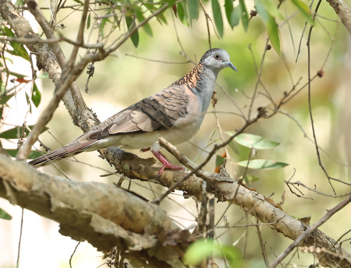 Bar-shouldered Dove - ML628070002