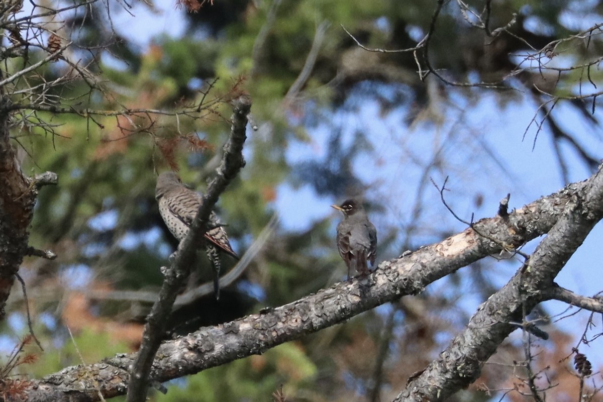 Northern Flicker - ML628070176