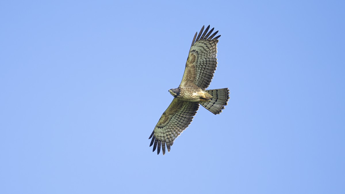 Oriental Honey-buzzard - ML628070202