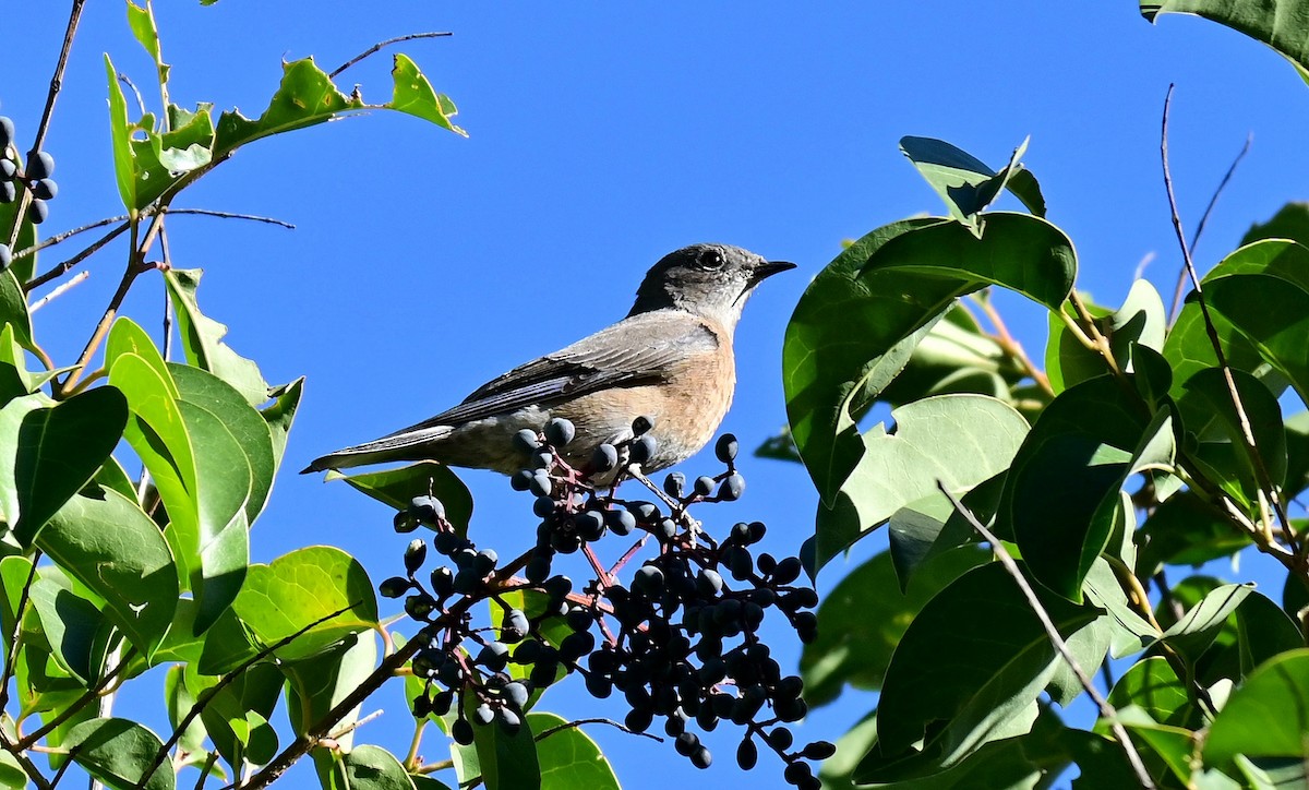 Western Bluebird - ML628070331