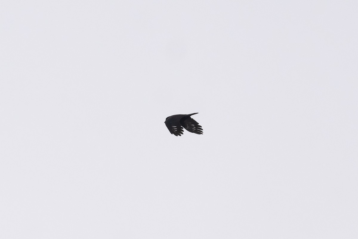 American Crow - ML628070363