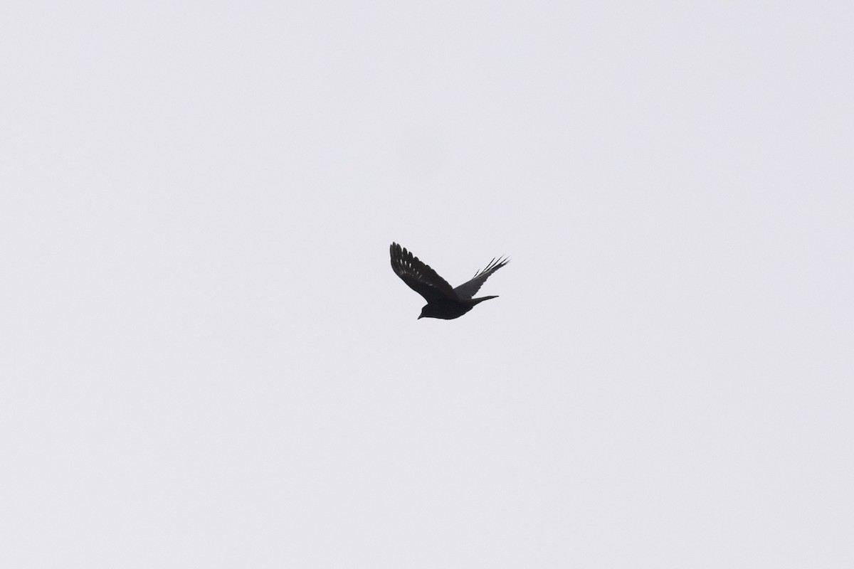 American Crow - ML628070364