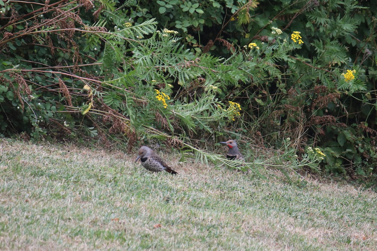 Northern Flicker - ML628070397