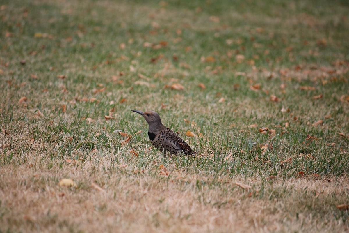 Northern Flicker - ML628070400