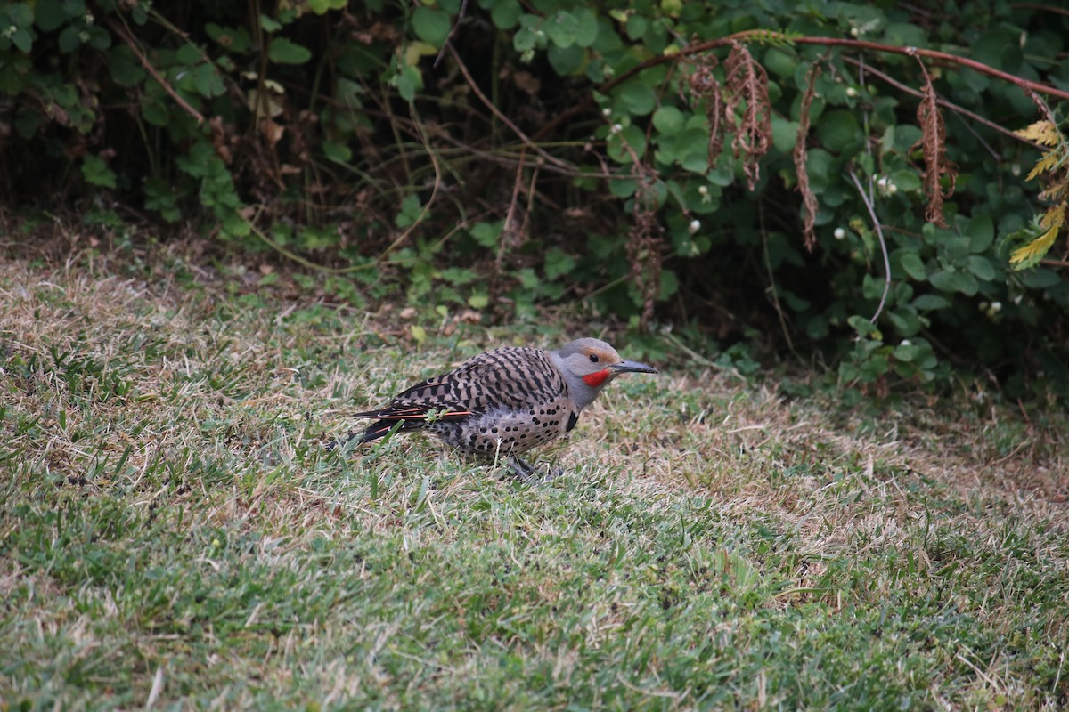 Northern Flicker - ML628070401