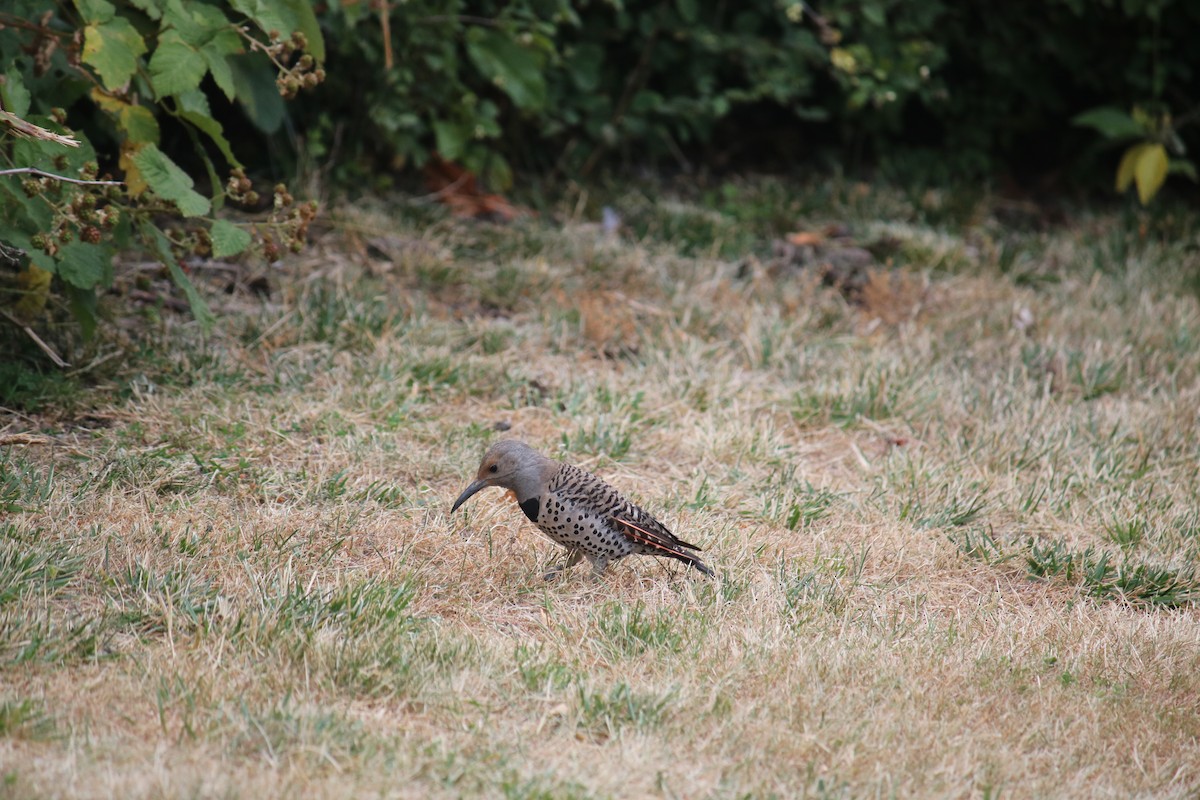 Northern Flicker - ML628070402