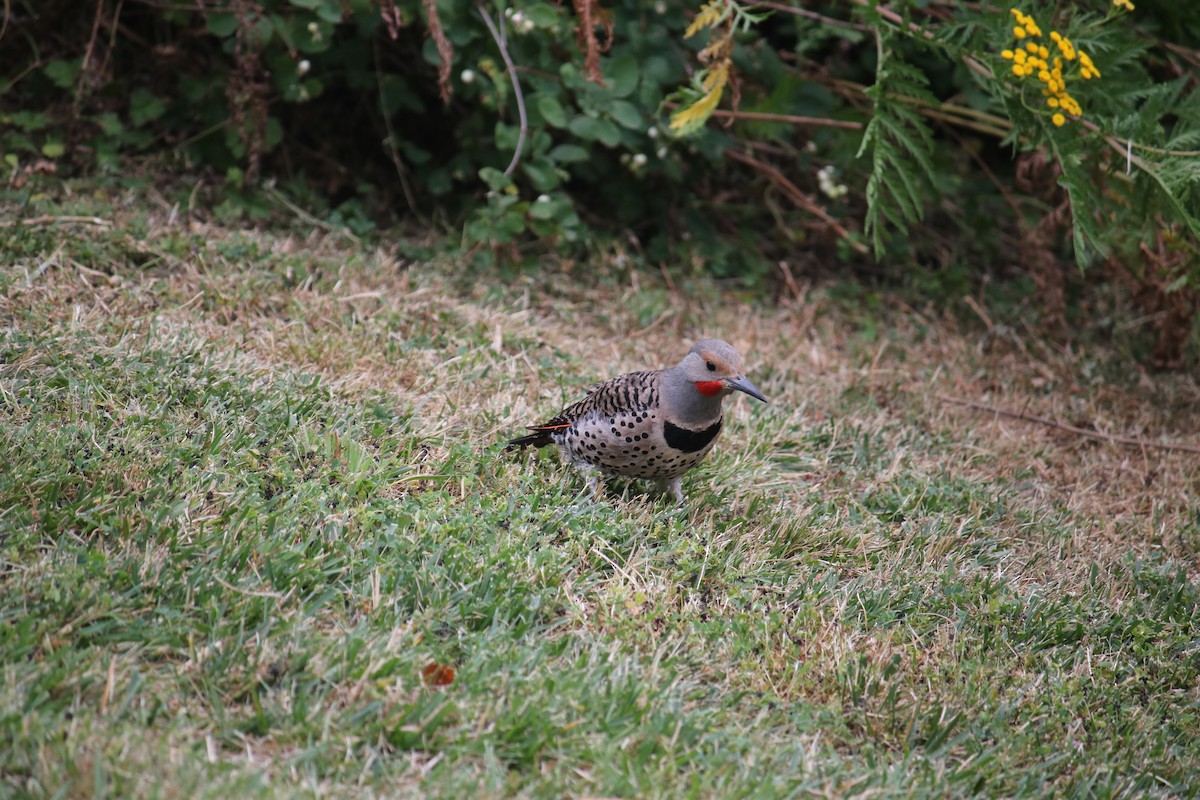 Northern Flicker - ML628070403