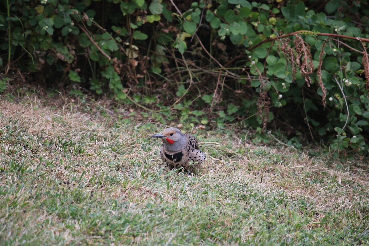 Northern Flicker - ML628070404