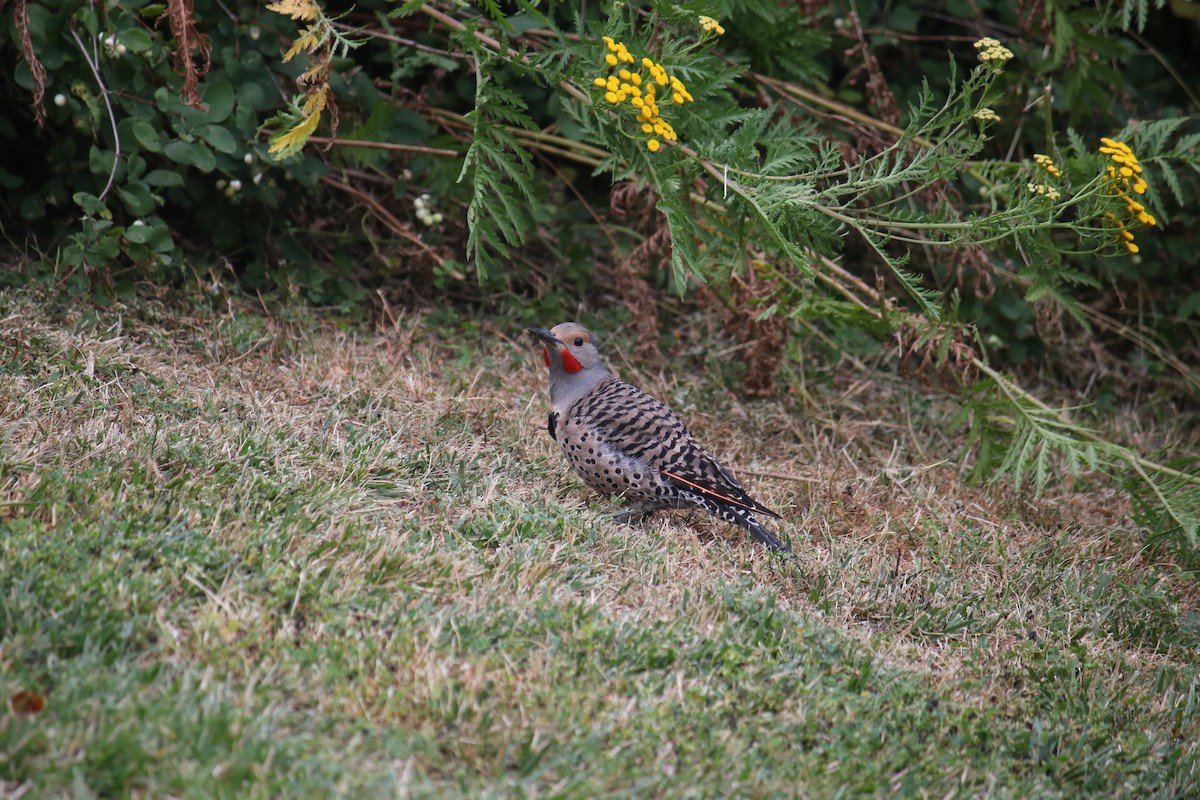 Northern Flicker - ML628070405