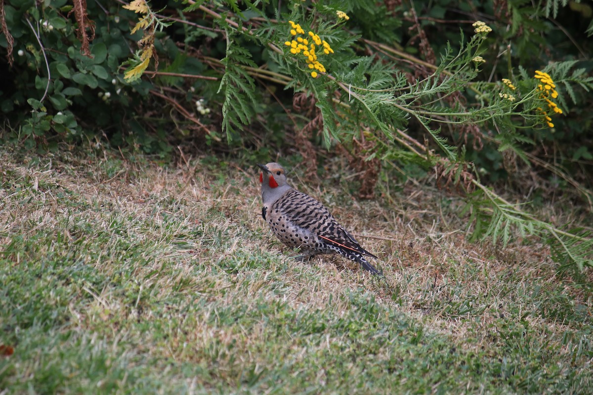 Northern Flicker - ML628070406