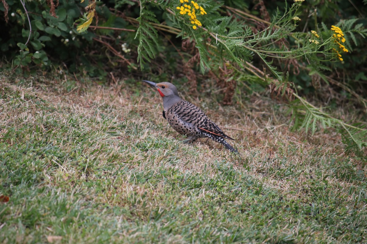 Northern Flicker - ML628070407