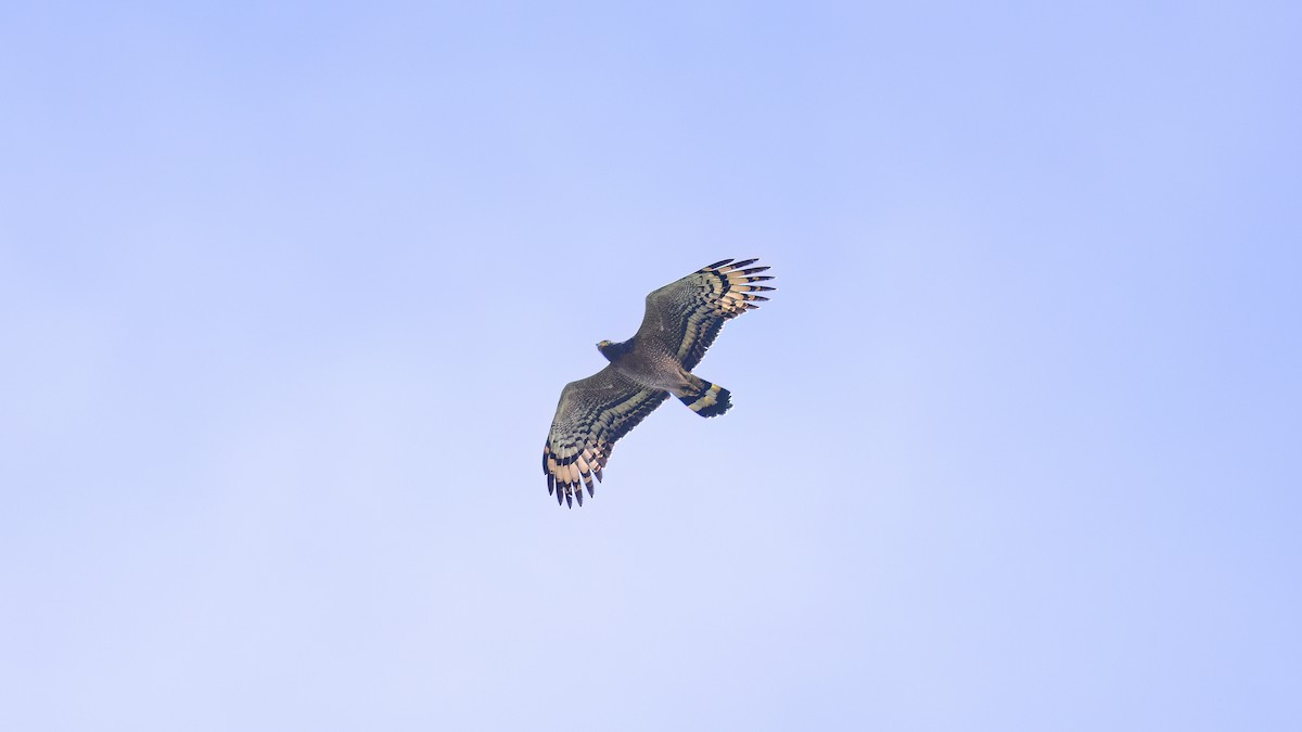 Crested Serpent-Eagle - ML628070450