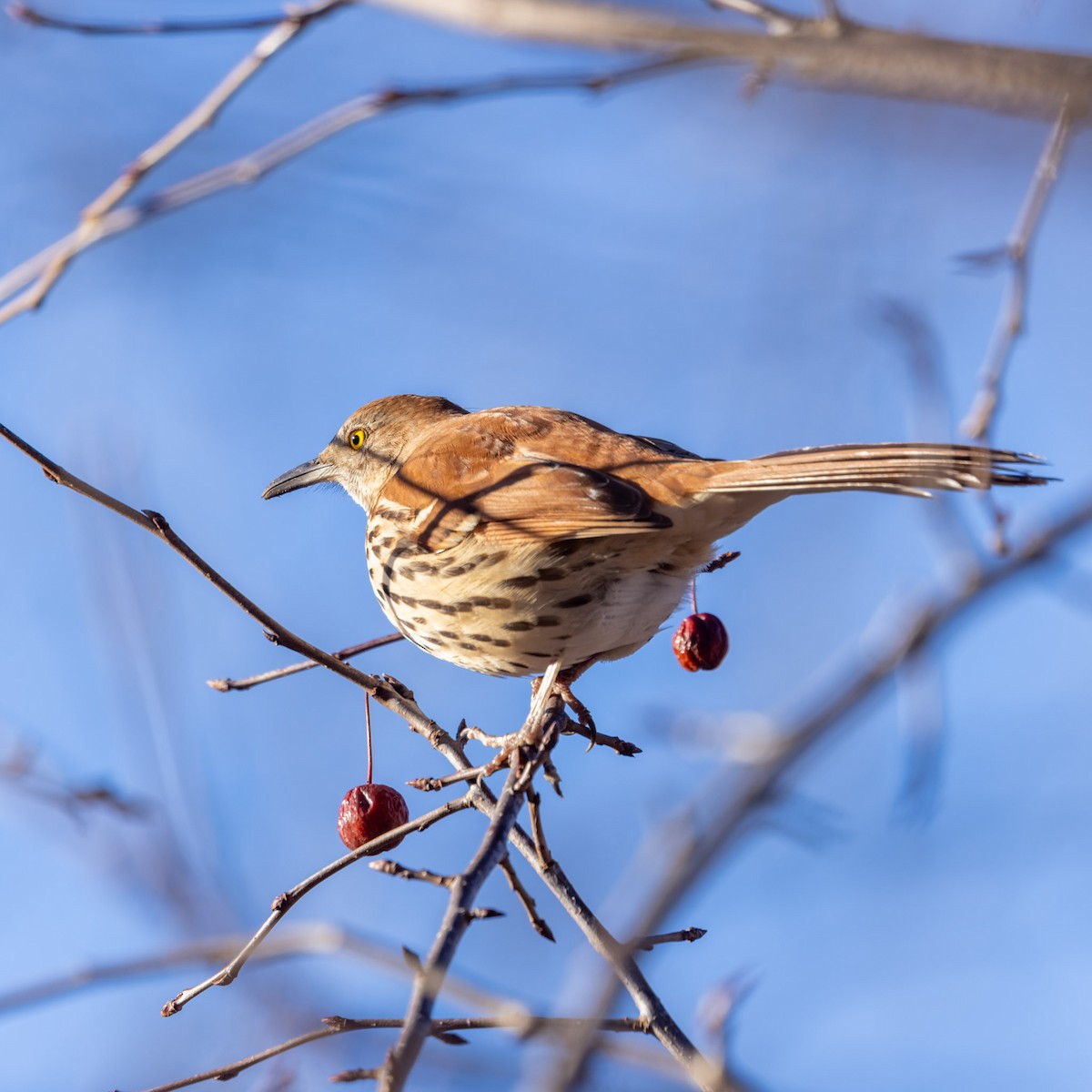 Brown Thrasher - ML628070525