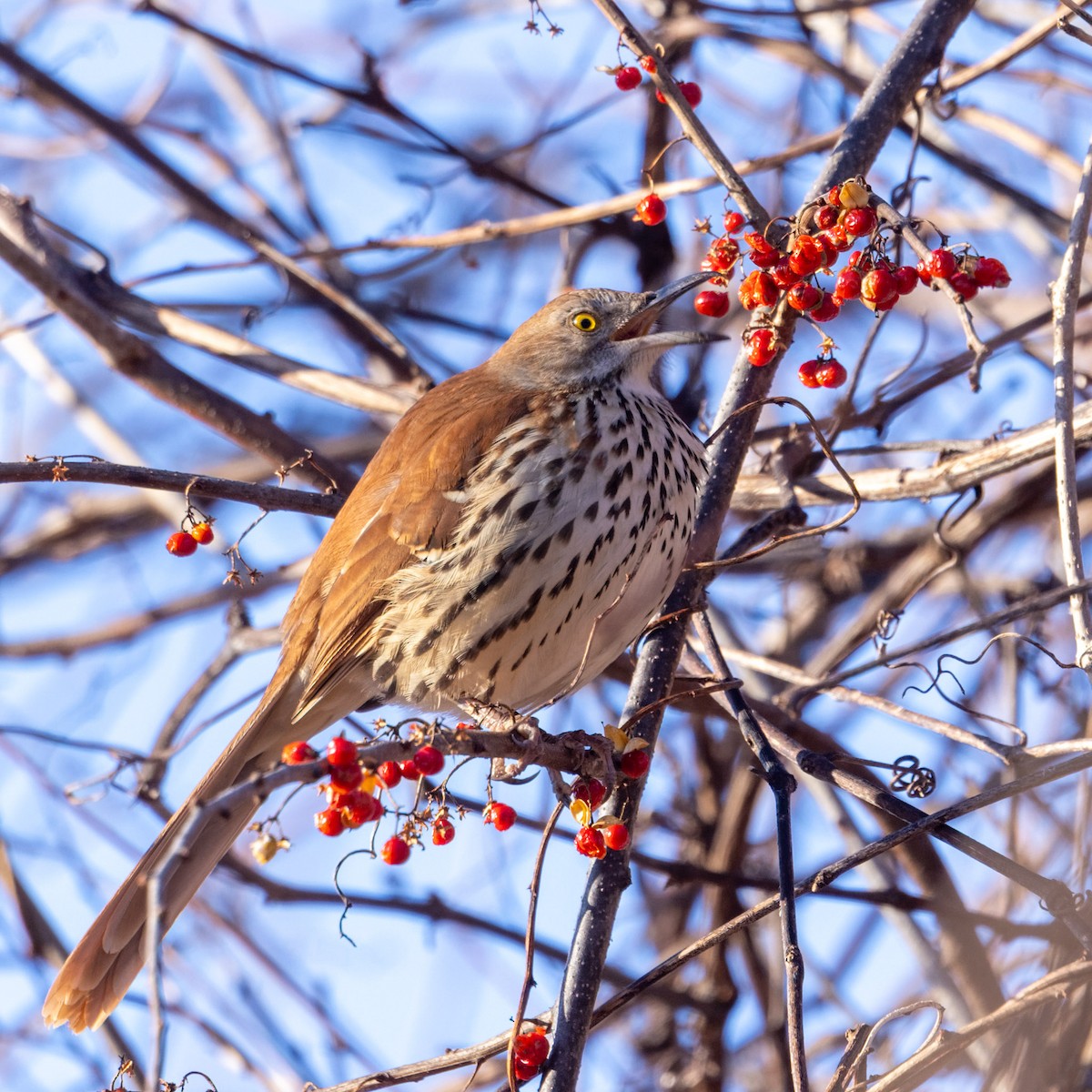 Brown Thrasher - ML628070526