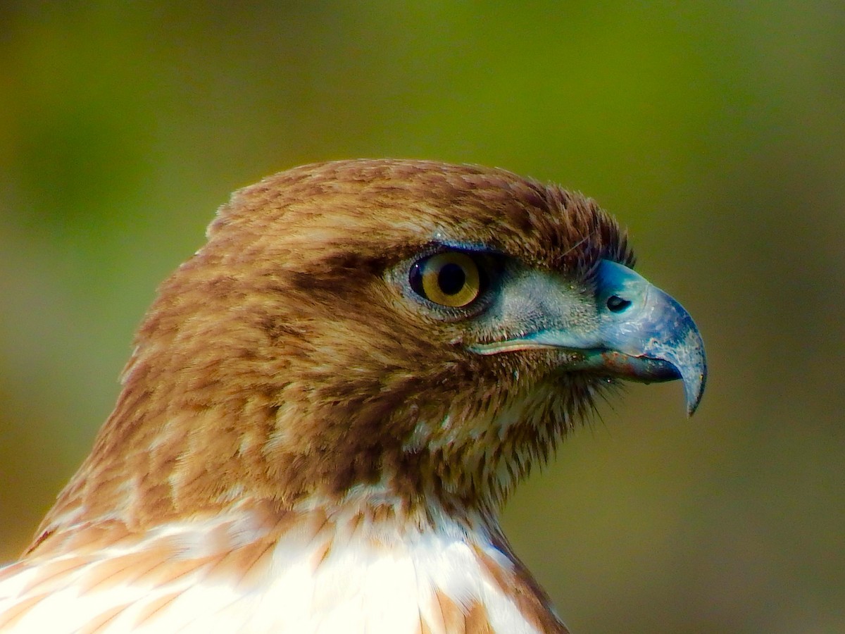 Red-tailed Hawk - ML628070532