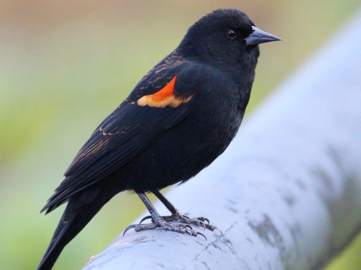 Red-winged Blackbird - ML628070537