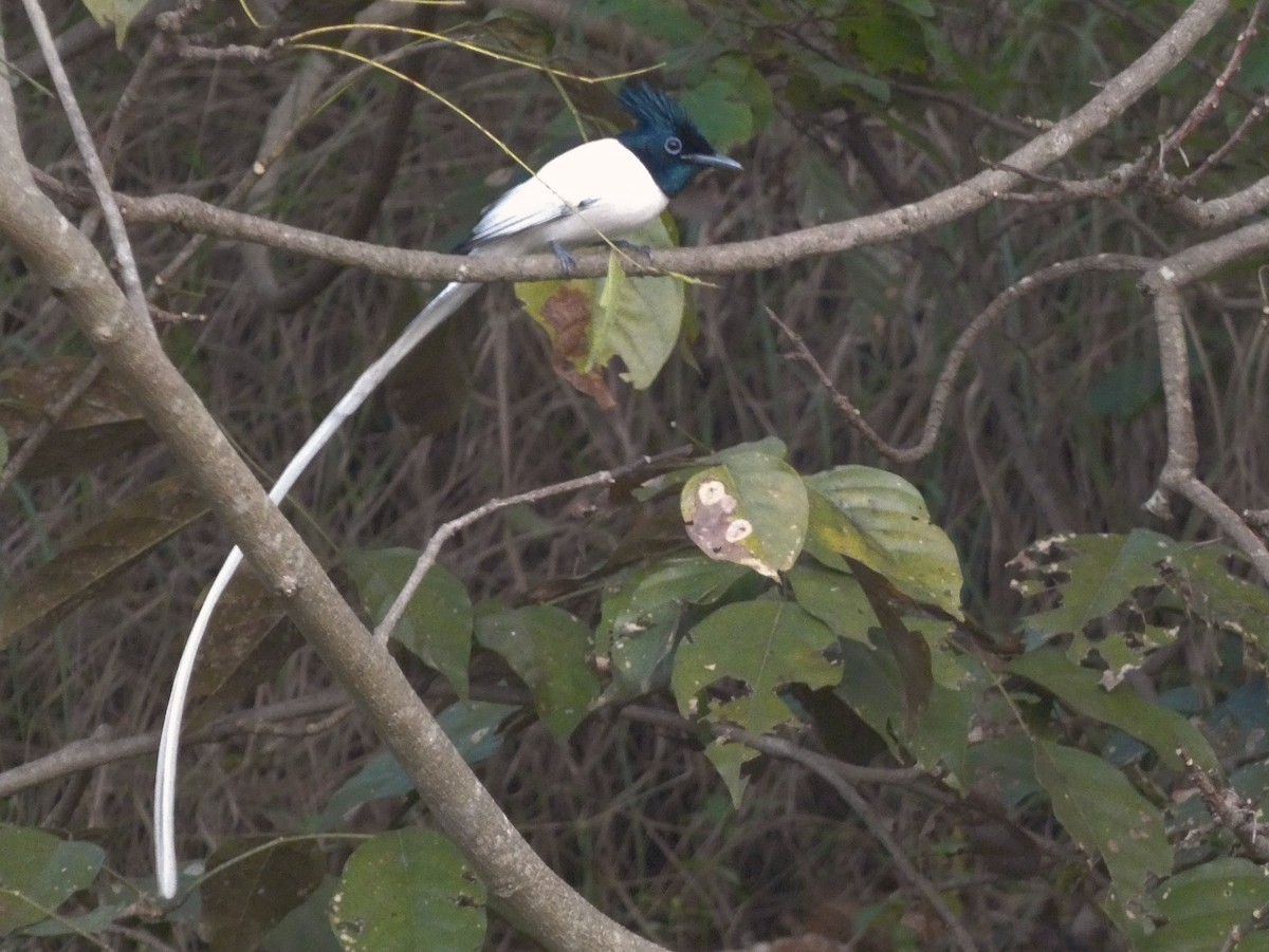 Indian Paradise-Flycatcher - ML628070617