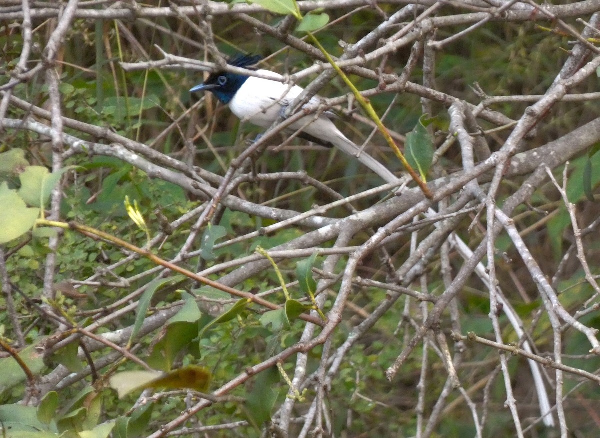 Indian Paradise-Flycatcher - ML628070620