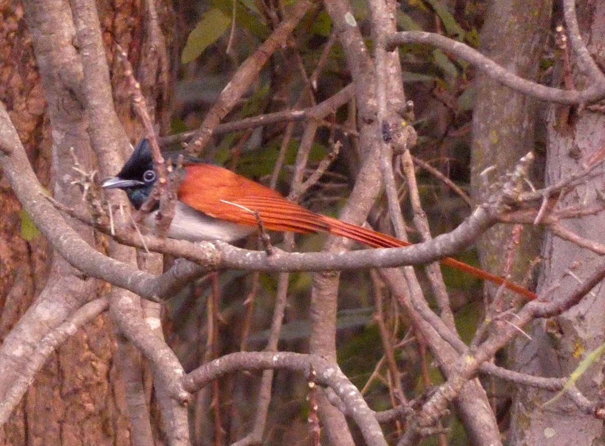 Indian Paradise-Flycatcher - ML628070622