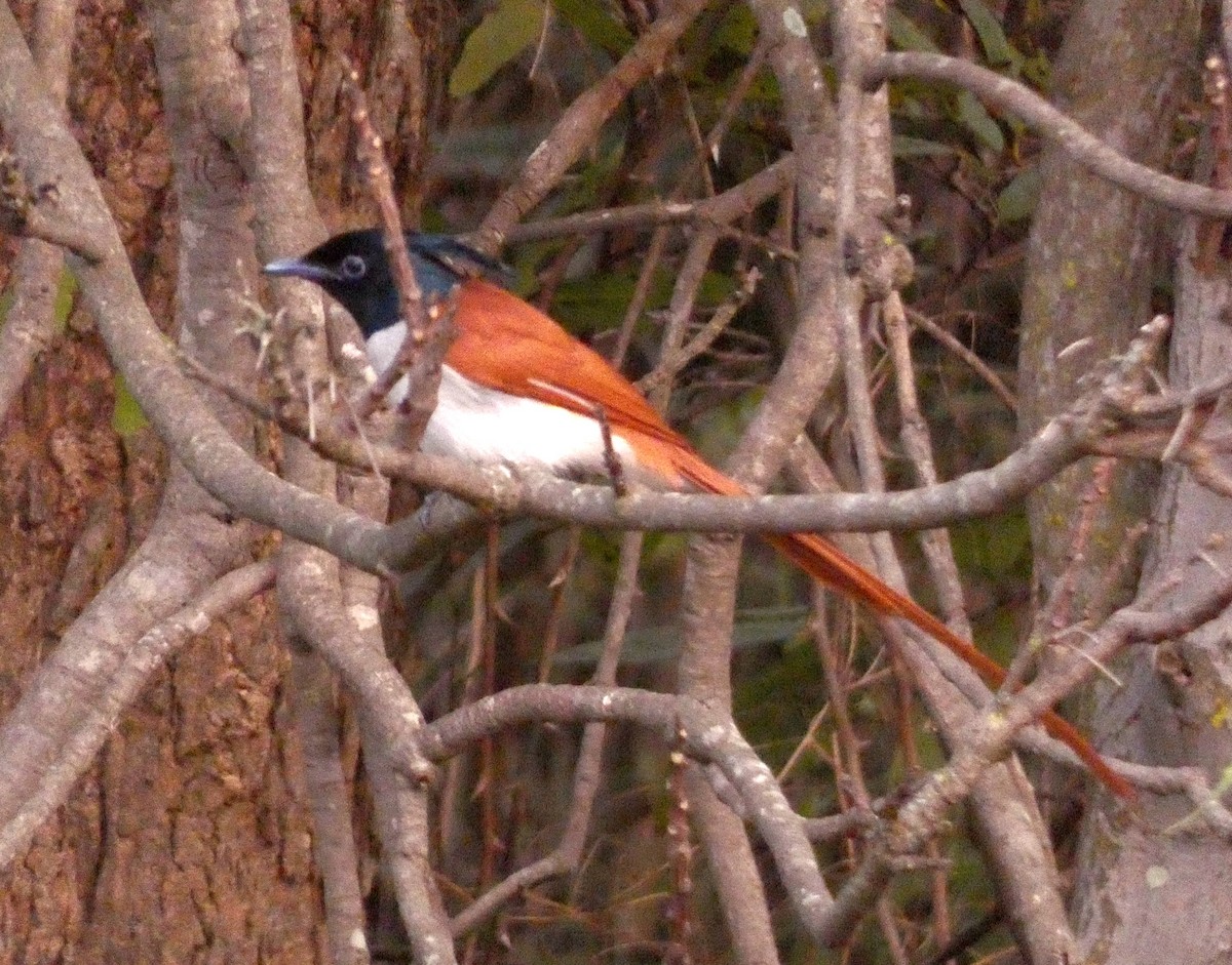 Indian Paradise-Flycatcher - ML628070623