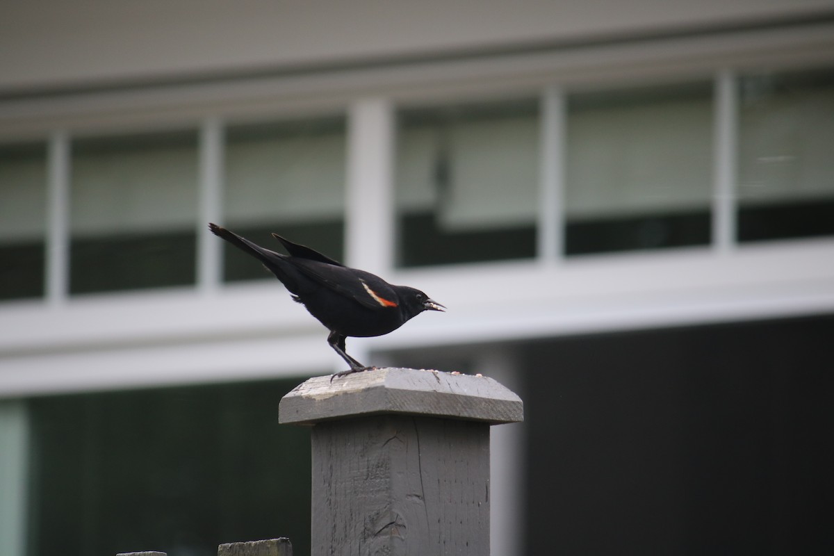 Red-winged Blackbird - ML628070704