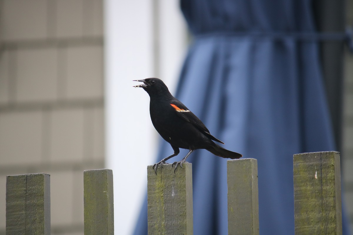 Red-winged Blackbird - ML628070705