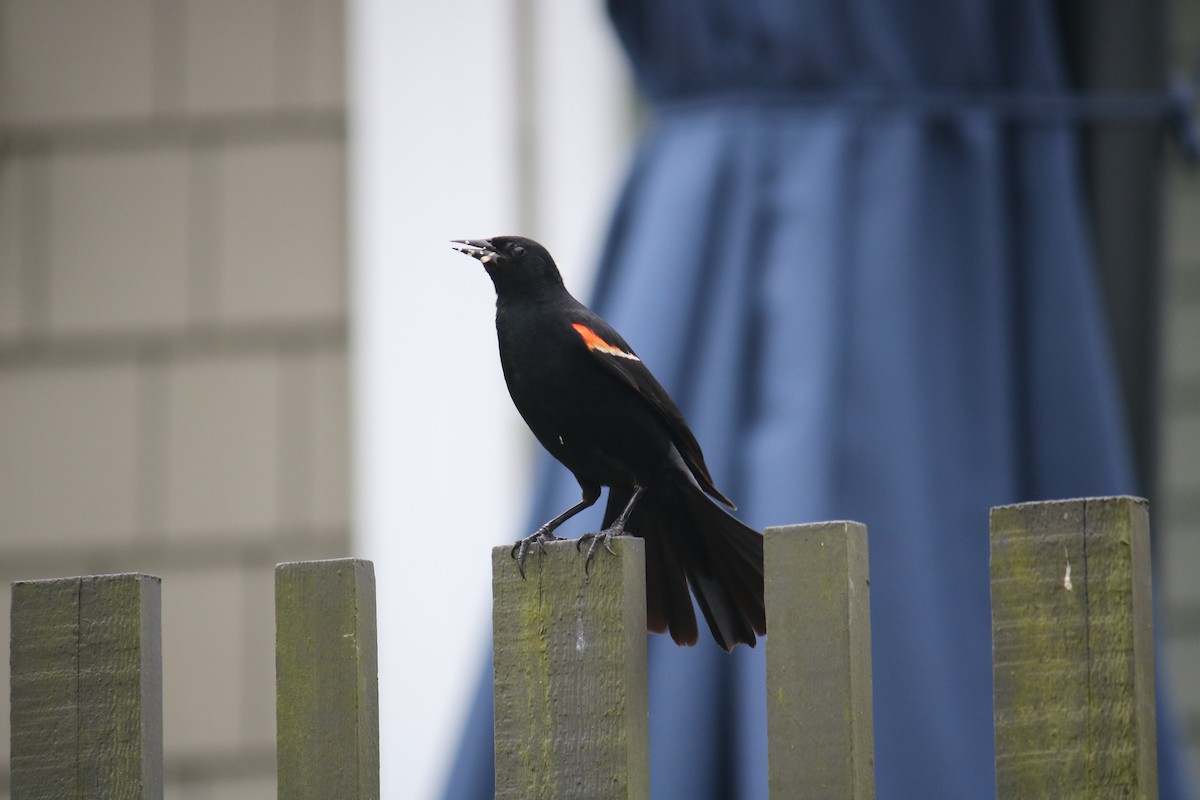 Red-winged Blackbird - ML628070809