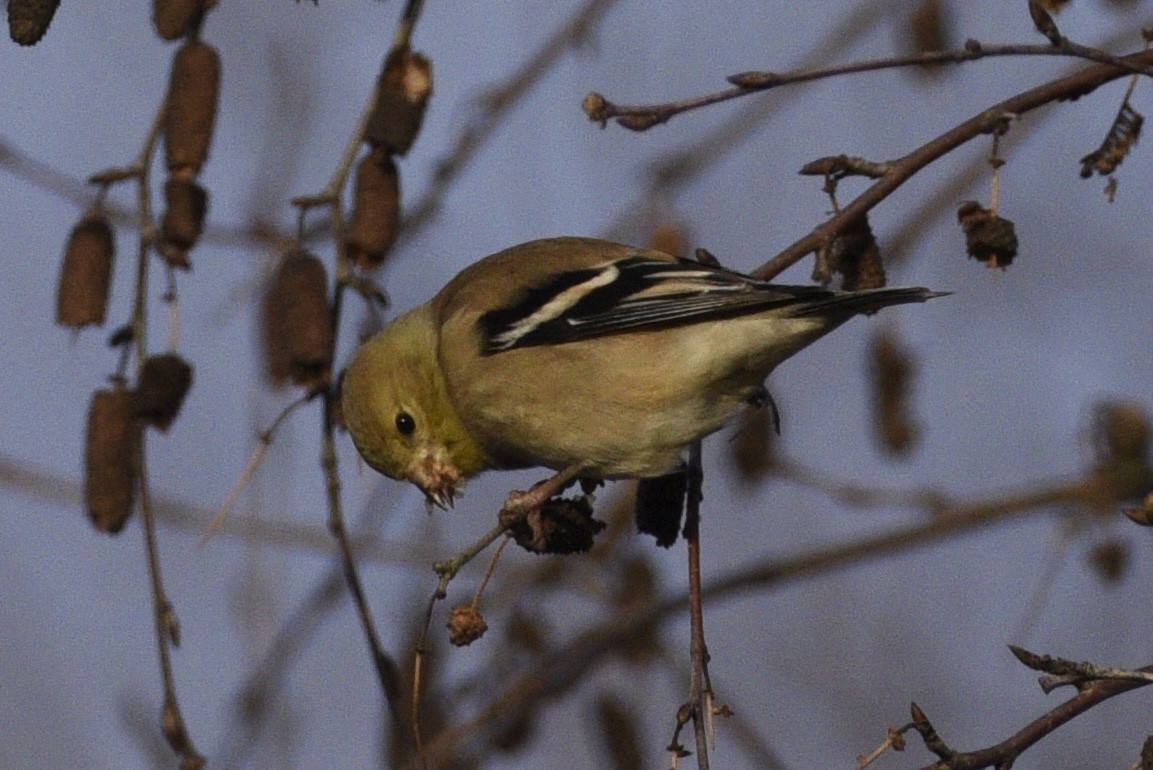 American Goldfinch - ML628070898