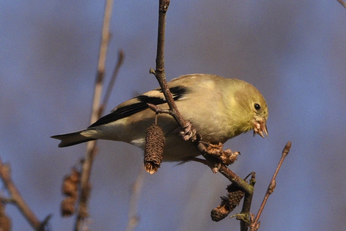 American Goldfinch - ML628070899