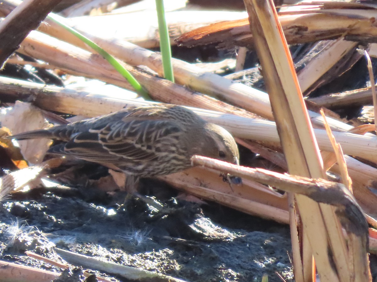 Red-winged Blackbird - ML628070966