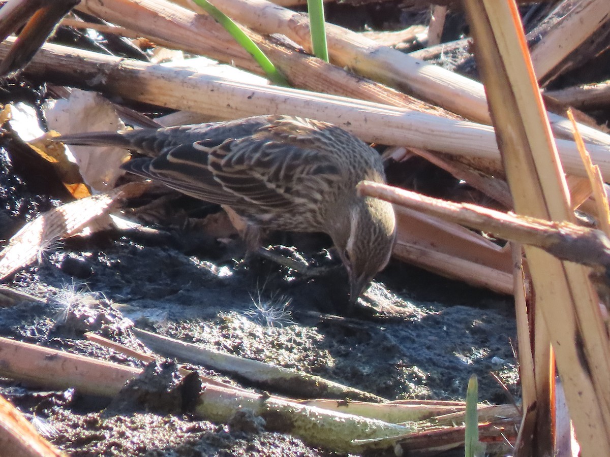 Red-winged Blackbird - ML628070967