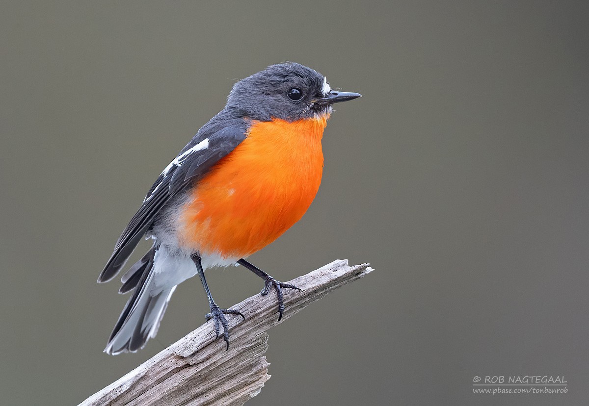 Flame Robin - ML628071048