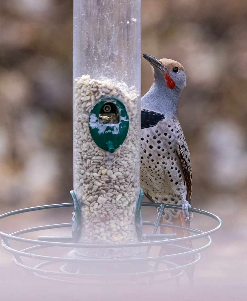 Northern Flicker - ML628071065