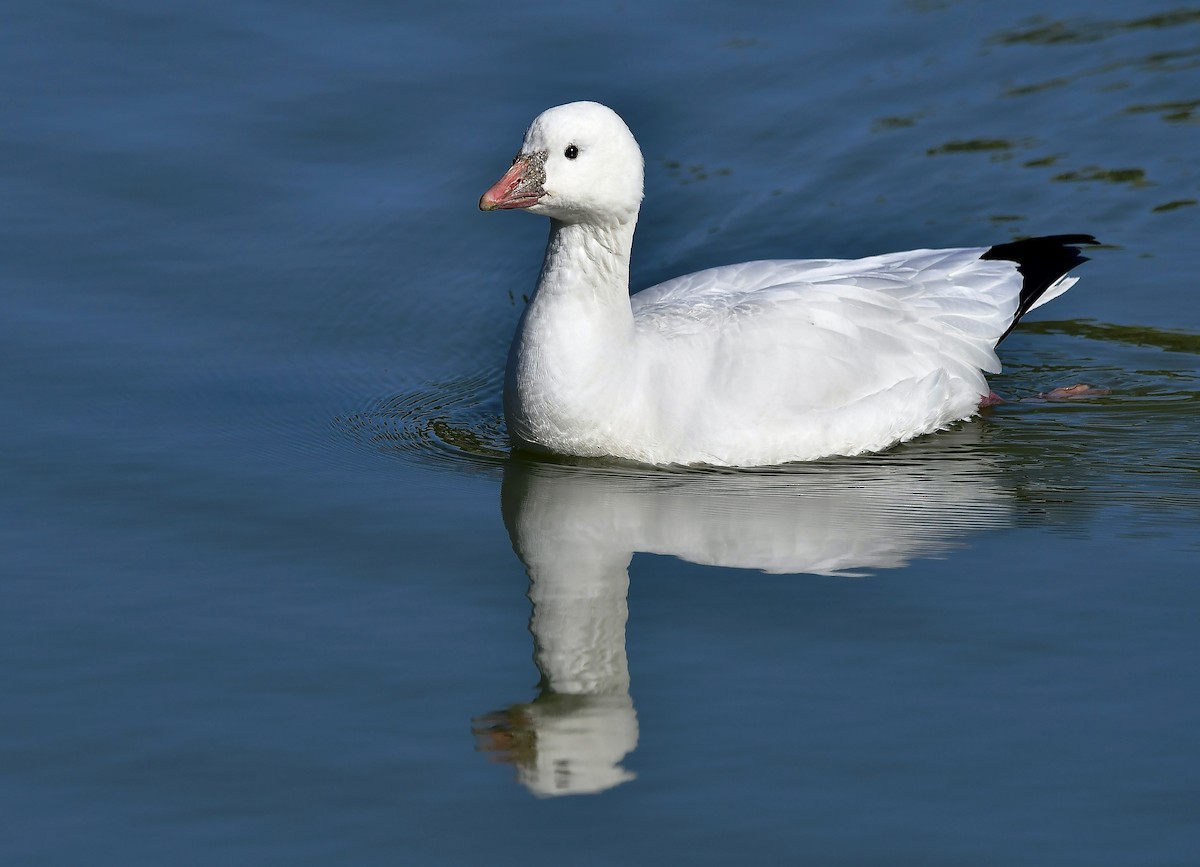 Ross's Goose - ML628071129