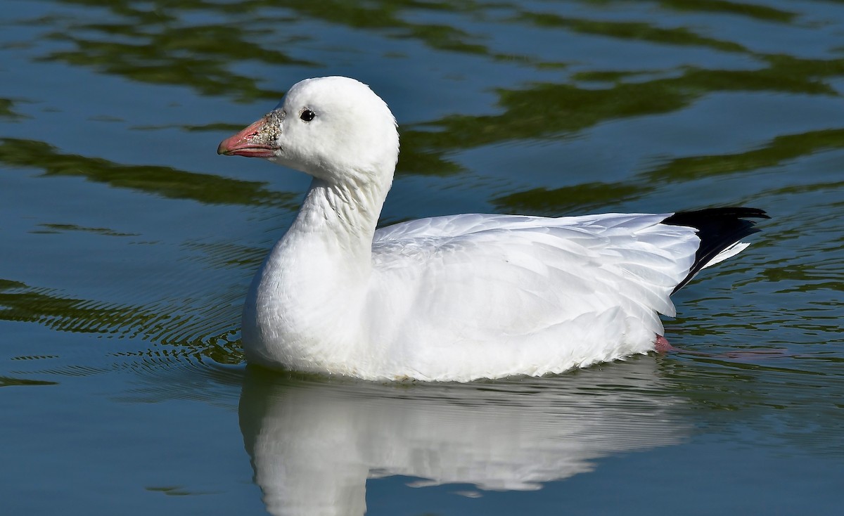 Ross's Goose - ML628071130