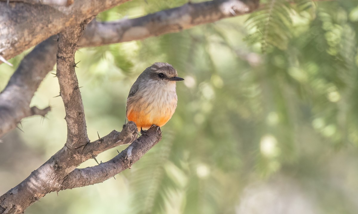 Vermilion Flycatcher - ML628071221