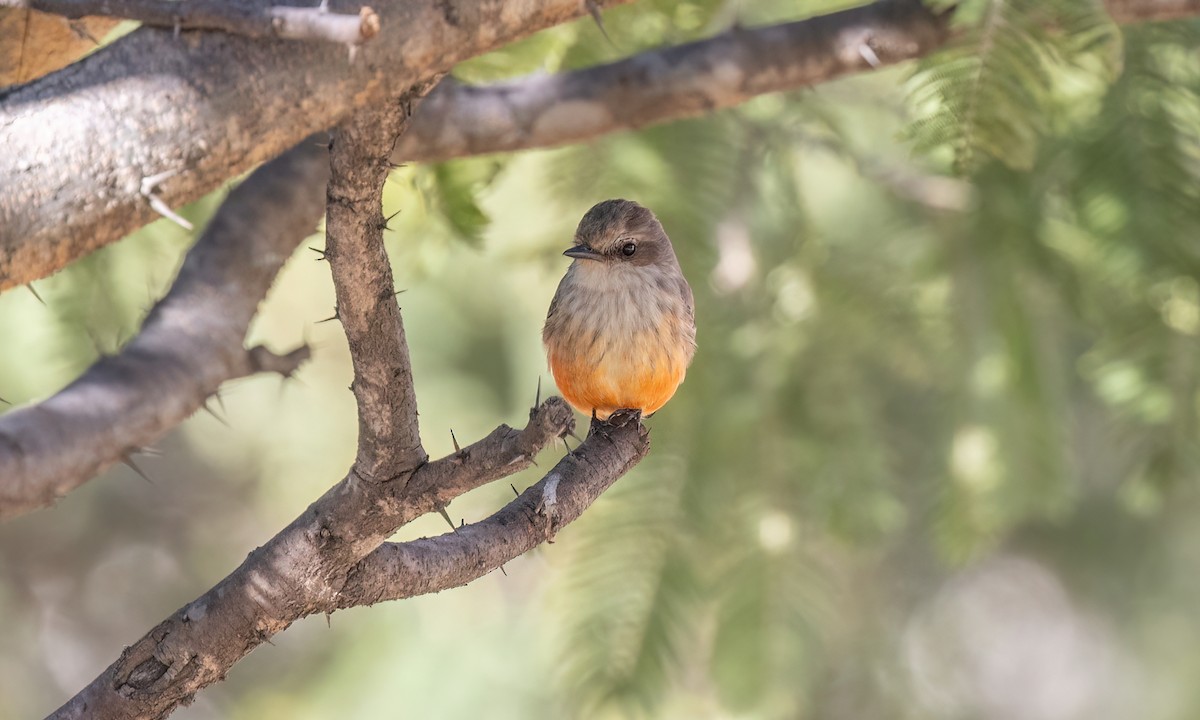 Vermilion Flycatcher - ML628071222